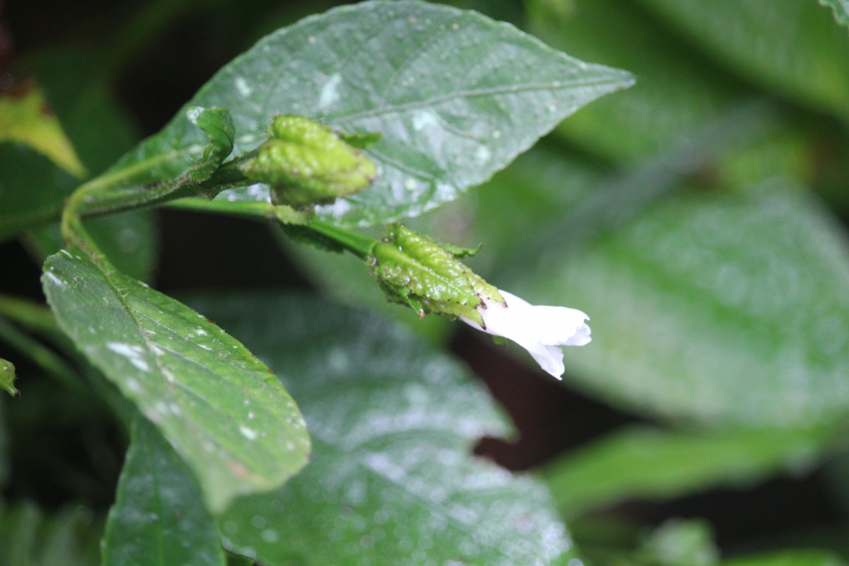 Strobilanthes thwaitesii T.Anderson